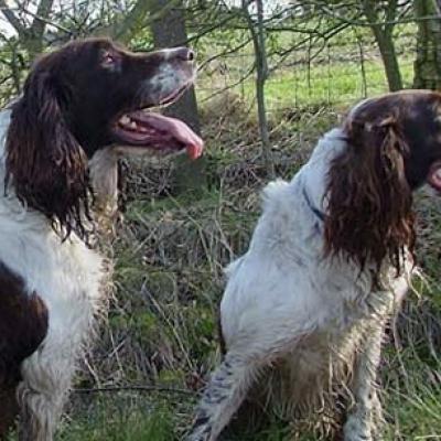 Springer Spaniels