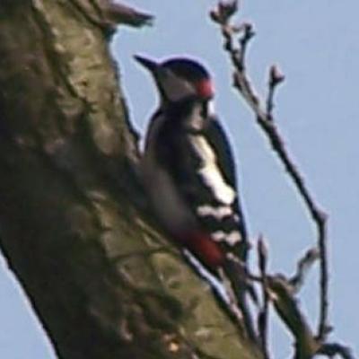 Greater Spotted Woodpecker
