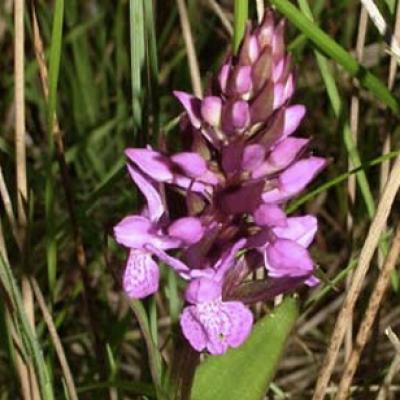 Marsh Orchid