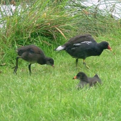 Moorhens At Baxterley 