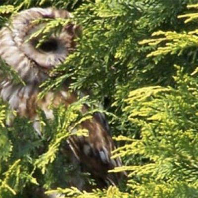 Tawny Owl